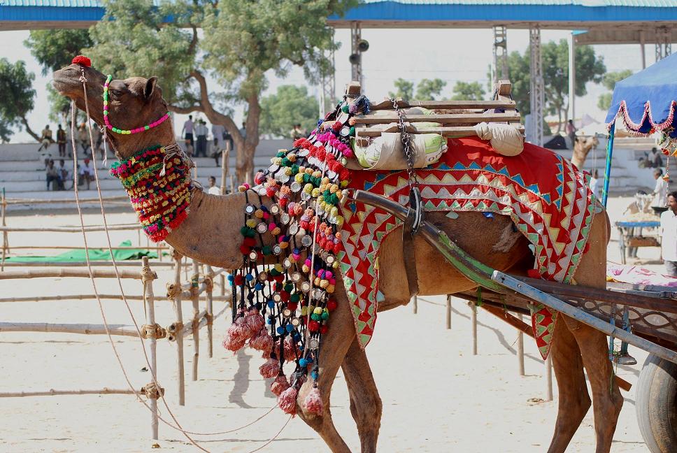Golden Triangle with Pushkar Fair