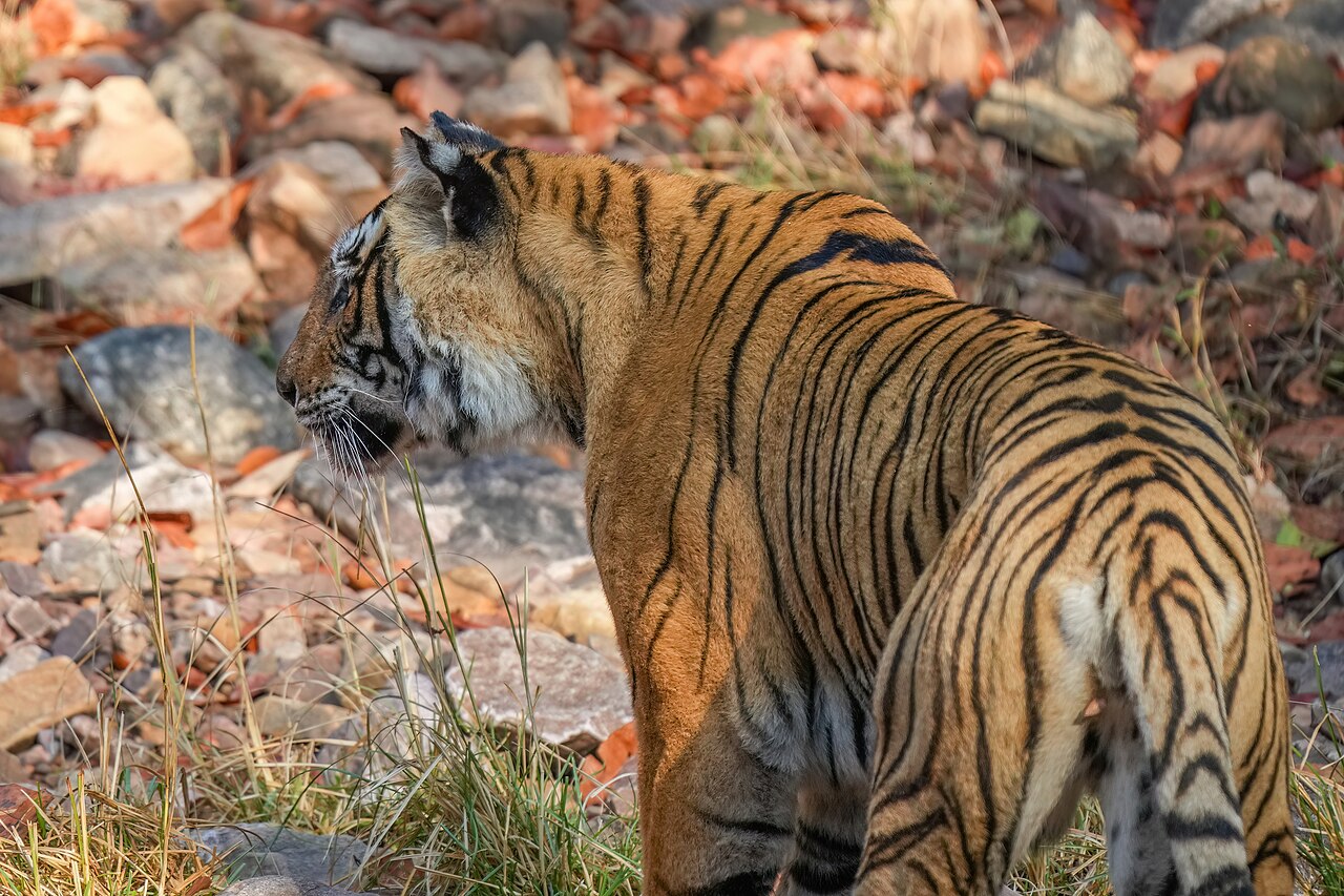 Golden Triangle with Ranthambore Tigers